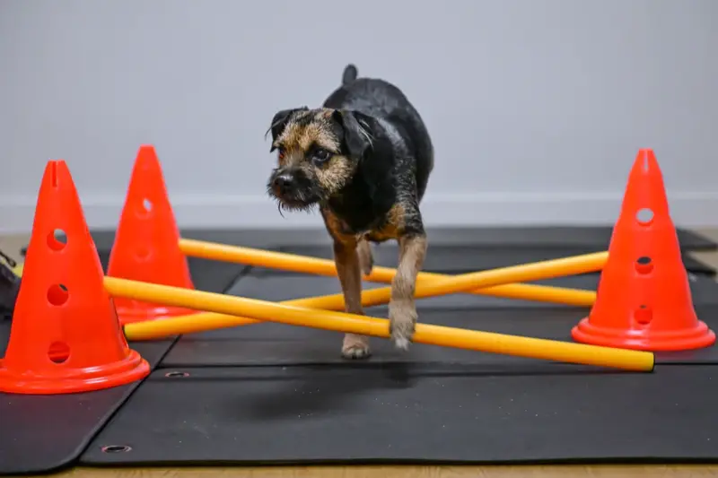 Dog receiving gentle physiotherapy during early rehabilitation