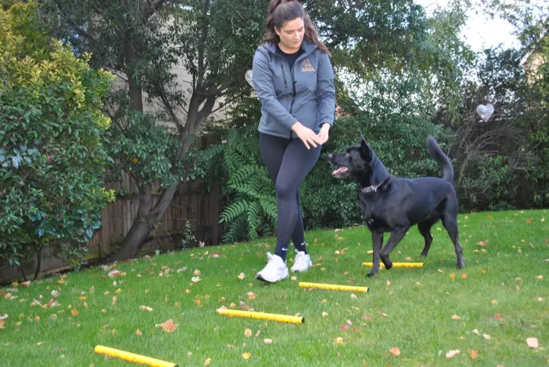 Dog resting comfortably during rehabilitation session with physiotherapist