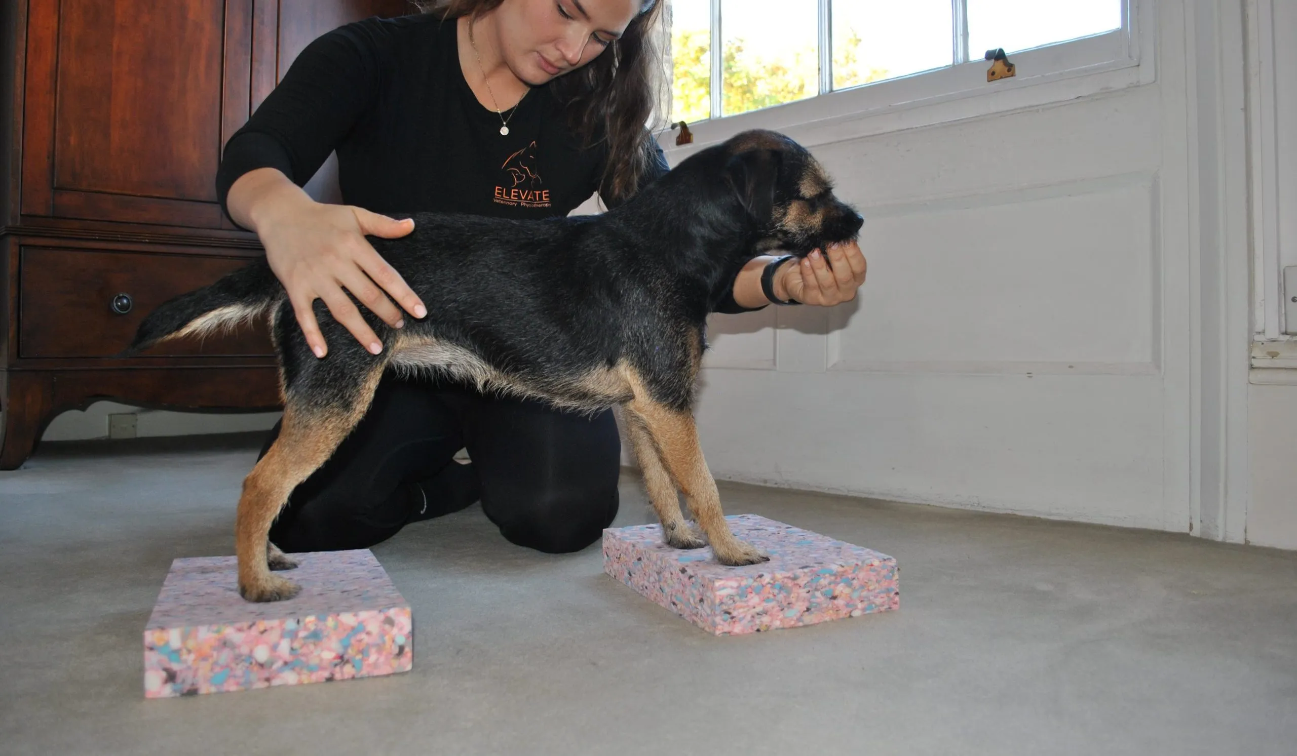 Elena assessing a dog during a physiotherapy session