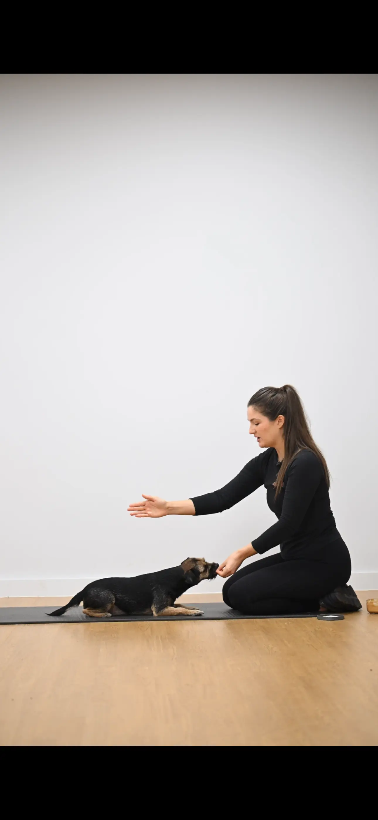 Animal rehabilitation physiotherapy session