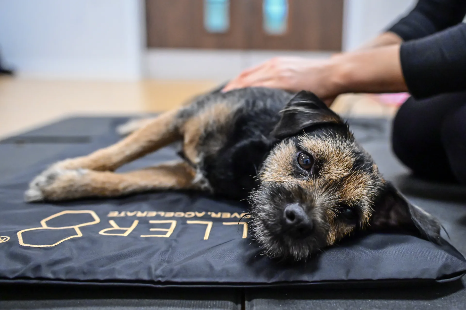 Border terrier relaxing during a physiotherapy assessment