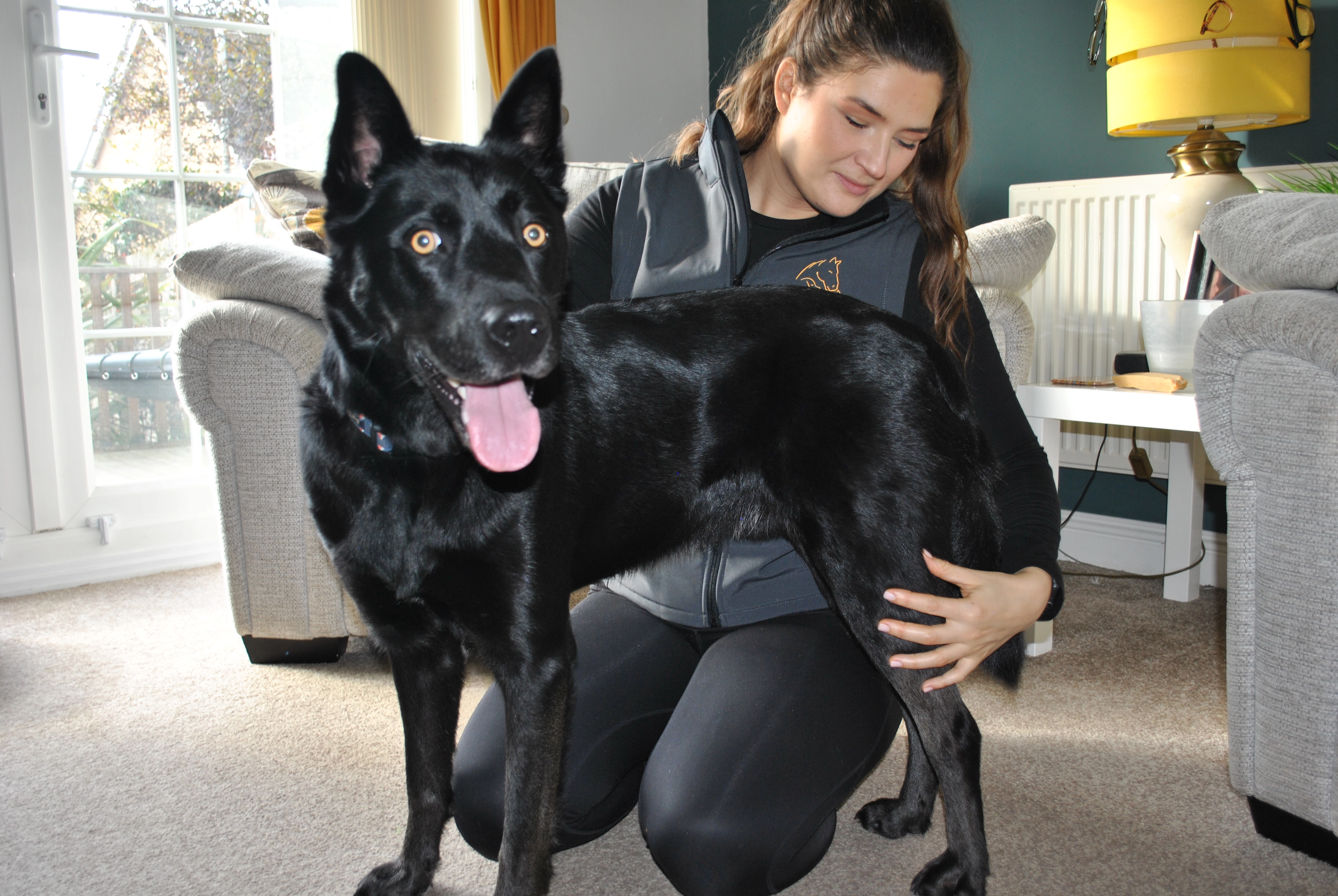 Dog receiving physiotherapy assessment at home